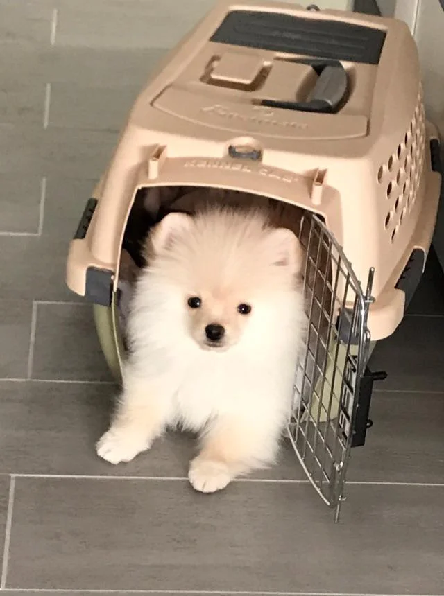 pomerian